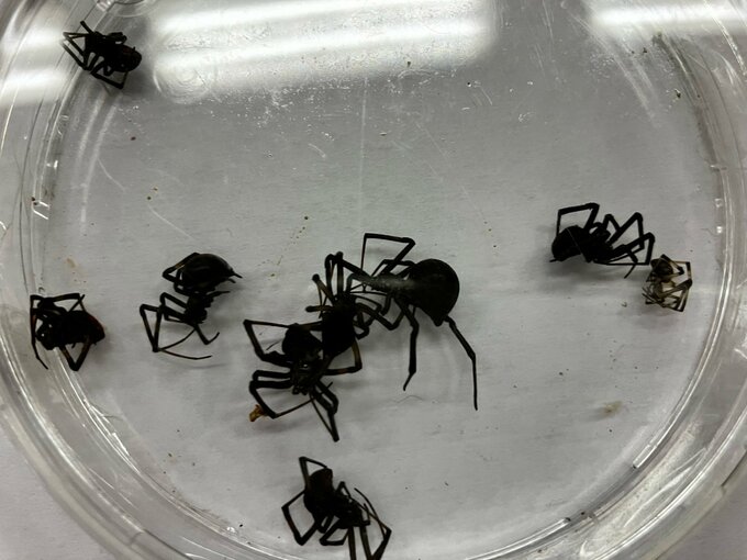 セアカゴケグモ疑いのクモ　保育園で24匹発見　これまでで最多　メスには毒あり要注意　広島市　|　RCC NEWS | 広島ニュース | RCC中国放送