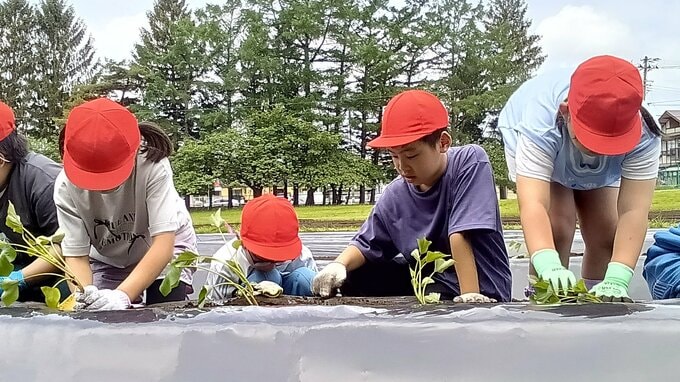 「収穫するのが楽しみ」　小学生30人がサツマイモ”べにはるか・ひめあずま”の苗200本を植えつける　盛岡市|TBS NEWS DIG