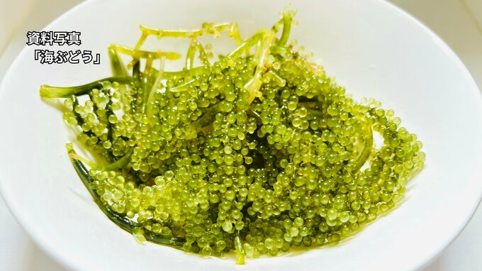 ベトナム産海ぶどうを「沖縄県産」と偽装　少なくとも約半年間偽装を続けたか　県が是正指示|TBS NEWS DIG