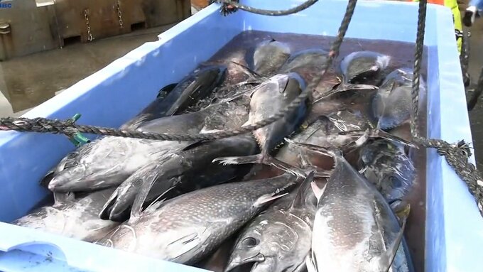 今季最多201本のメジマグロ（クロマグロの幼魚）水揚げに浜が活気づく　岩手・大船渡市|TBS NEWS DIG