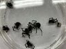 セアカゴケグモ疑いのクモ　保育園で24匹発見　これまでで最多　メスには毒あり要注意　広島市　|　RCC NEWS | 広島ニュース | RCC中国放送