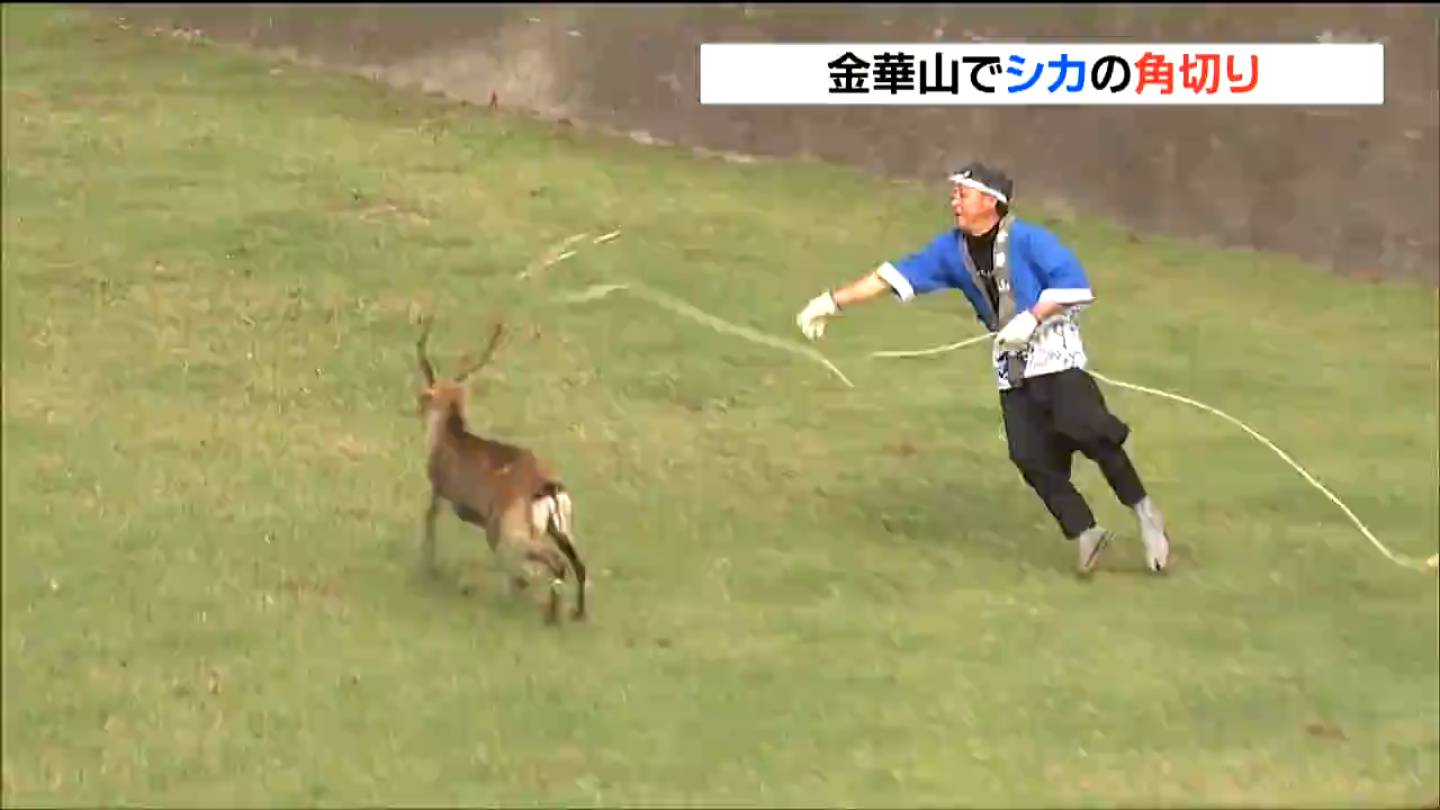 国内では2か所だけ 神の使い“鹿”の角を切る秋の伝統行事 宮城・金華山