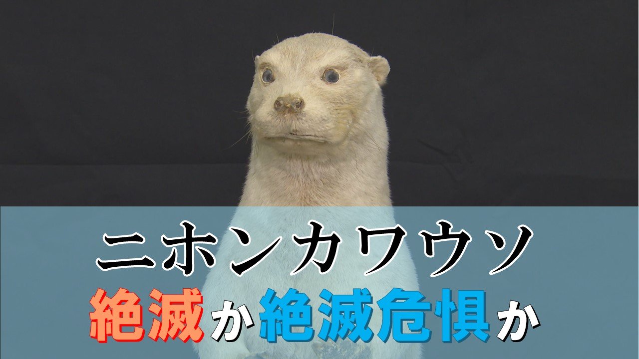 見たことないもんがおるが～」最後の目撃から50年のニホンカワウソ、国