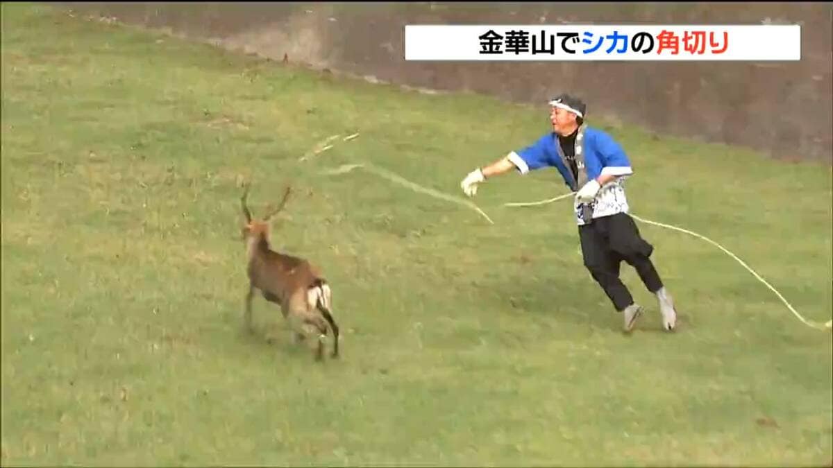 国内では2か所だけ 神の使い“鹿”の角を切る秋の伝統行事 宮城・金華山