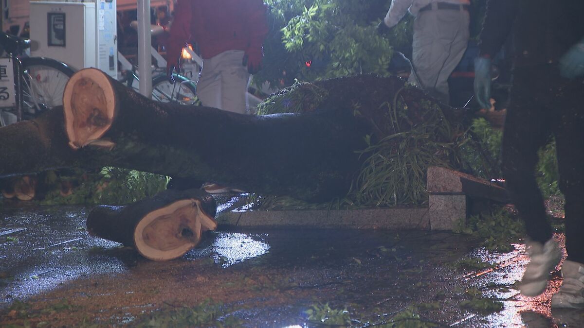 名古屋の中心部 強風で高さ約１５メートルの街路樹倒れる　けが人なし　名古屋・中区