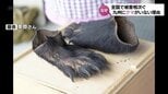 かつて九州にはクマがいた　なぜ今はいない？　全国で相次ぐクマの被害　本州から海を越え上陸はあるのか【再掲載】　|　MRTニュース ｜ ＭＲＴ宮崎放送