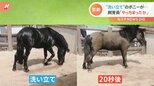 「ああ やっちまったか」シャンプー直後…ポニーの飼育員に“悲劇”|TBS NEWS DIG