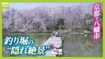 にぎやかな公園を抜けた先…釣り堀にひっそり咲く「満開の枝垂れ桜」 京都・八幡市の隠れ絶景【写真記事】|TBS NEWS DIG