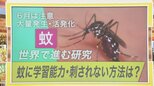 「蚊」6月は大量発生に要注意 “刺されない方法”とは?専門家が解説【ひるおび】|TBS NEWS DIG