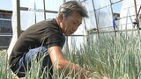「ビニールハウスの気温は55度以上」厳しい残暑で特産ネギの成長ストップ 出荷減で農家は大苦悩 宮城|TBS NEWS DIG
