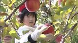 「売り物だから丁寧にやらなきゃ」11月22日「長野県りんごの日」に合わせ小学生がふじリンゴの収穫を体験　春先の遅霜や夏の少雨の影響も収量は例年並み|TBS NEWS DIG