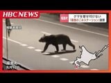 新聞配達員を襲ったヒグマ 人間が捨てたごみに執着したか…自然保護団体がクマを寄せ付けないごみステーションを寄贈 北海道福島町 | 北海道のニュース|HBC北海道放送