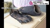 かつて九州にはクマがいた なぜ今はいない? 全国で相次ぐクマの被害 本州から海を越え上陸はあるのか | MRTニュース | MRT宮崎放送
