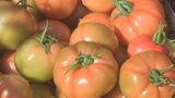 旬の「塩熟トマト」出荷 糖度10度で通常の2倍 フルーツのような強い甘味が特徴 | 大分のニュース|OBS NEWS|大分放送