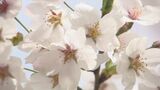 自治体が頭を悩ませる桜並木の高齢化 AIで木の健康状態を判定 対策の助けに 長野・飯山城址公園【ずくだせテレビ】|TBS NEWS DIG