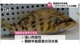 生息域拡大が懸念される肉食性の外来魚「コウライオヤニラミ」宮崎県が都城市内で採捕調査　20匹以上が捕獲された川も　　|　MRTニュース ｜ ＭＲＴ宮崎放送