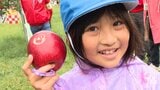 真っ赤なリンゴにイラストが浮かぶ 自分だけの特別なリンゴを小学生が収穫「きれいにできた」 札幌市豊平区のリンゴ並木 | 北海道のニュース|HBC北海道放送