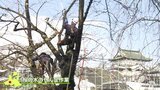「より顔の近くで咲くように」桜の名所・弘前公園で桜のせん定作業開始　3年かけ下枝充実へ　|　青森のニュース│ATV NEWS│青森テレビ