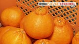 贈り物にいかが?熊本特産『デコポン』甘さ・酸味も程よい仕上がり 天草市 | 熊本のニュース|RKK NEWS|RKK熊本放送
