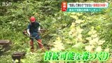 かつての人が木を植えてくれたから今がある『未来の山を作る』森づくり “伐採して終わり”ではない循環型林業の実現へ | 新潟のニュース・天気|BSN NEWS|BSN新潟放送