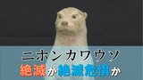 「見たことないもんがおるが~」最後の目撃から50年のニホンカワウソ、国は絶滅認定も、県は絶滅危惧種どまり 今後の判断は?愛媛県 | 愛媛のニュース - Nスタえひめ|あいテレビは6チャンネル