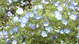 ネモフィラが「都城市南部ふれあい広場」で見ごろに　|　MRTニュース ｜ ＭＲＴ宮崎放送