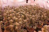 民家で大麻栽培か　約2400gの植物片と539本の大麻草押収　大麻を販売目的で所持した疑い　でベトナム国籍の男(41)を逮捕　ほか男女8人がこれまでに逮捕　広島|TBS NEWS DIG
