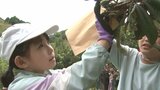 地元特産の「びわ」の実に袋かけ作業 子どもたちが体験学習 大分 | 大分のニュース|OBS NEWS|大分放送
