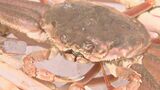 北海道で大量発生「オオズワイガニ」のメス、鳥取に流通…1杯270円で人気 北海道ではメスガニ食べる文化根付かず「処理しきれないくらい捕れている」|TBS NEWS DIG