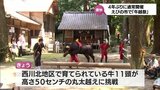 牛が豪快に丸太を飛び越える えびの市の伝統行事「牛越祭」が4年ぶりに開催|TBS NEWS DIG
