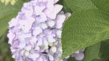 梅雨入り直後 9日から警報級の大雨のおそれも 大分 | 大分のニュース|OBS NEWS|大分放送