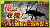 「いよいよ来てしまった…」桜の木を食い枯らす“小さな破壊者”『クビアカツヤカミキリ』異常な繁殖力で被害急拡大…桜の名所が消える危機に自治体も対応に苦慮「一度侵入許すと根絶は困難」|TBS NEWS DIG