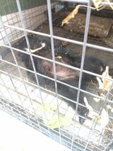 木の上にとどまっていた子グマ、麻酔銃で眠らせ捕獲 民家で飼い犬とクマ3頭対峙 15日午後1時半 福島・下郷町【クマ出没情報】 | 福島のニュース│TUF