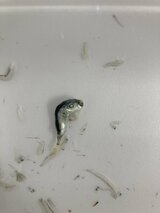 しらす干しに「フグのようなものが混入」 愛知・岐阜・三重のスーパー9店舗で自主回収|TBS NEWS DIG