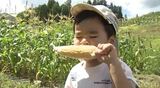 採れたての甘～いトウモロコシをガブリ　標高約1200ｍの高原で夏休み中の家族連れなどが収穫体験（長野・阿智村）|TBS NEWS DIG
