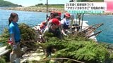 24年続く産卵場所づくり “アオリイカゆりかご”を柏島の海に 大月小の6年生17人が環境学習【高知】 | 高知のニュース・天気|KUTV NEWS | KUTVテレビ高知