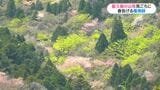 世界遺産・屋久島の山桜が見頃「絨毯みたいできれい」白谷雲水峡登山　鹿児島　|　鹿児島のニュース｜MBC NEWS｜南日本放送