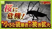 「いよいよ来てしまった…」桜の木を食い枯らす“小さな破壊者”『クビアカツヤカミキリ』異常な繁殖力で被害急拡大…桜の名所が消える危機に自治体も対応に苦慮「一度侵入許すと根絶は困難」　|　MBSニュース | 関西の最新ニュースを分かりやすく。
