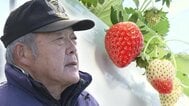 今は亡き妻と続けた「イチゴ栽培」71歳男性が辞める決意「意外な会社が引き継ぐ」ワケは？　|　宮城のニュース│tbc NEWS│tbc東北放送