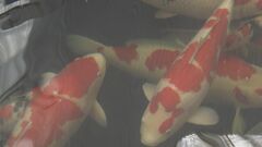 【速報】“錦鯉”を「重点品目」に追加…中国や欧州などで日本文化の象徴として人気　2025年に97億円目指しさらなる農林水産物輸出拡大図る| TBS CROSS DIG with Bloomberg