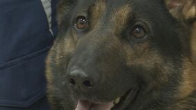 “スゴ鼻”警察犬ジゲン号 1年ぶり2度目のお手柄！ 雨雲迫る山で行方不明者を発見　今回もジャーキー1kgもらう|TBS NEWS DIG