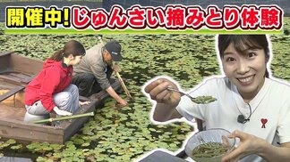「ツルツルしているので手がすべります」初夏の味覚じゅんさいの収穫体験 観光農園・手づくり村 鯉艸郷(青森県十和田市) | 青森のニュース│ATV NEWS│青森テレビ