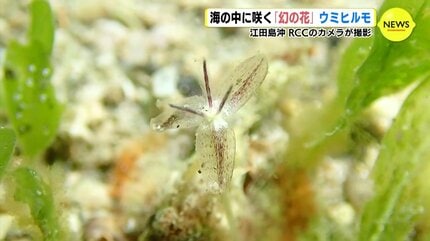 海の中に咲く「幻の花」ウミヒルモ 広島・江田島沖で撮影 | RCC NEWS