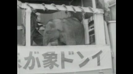 水前寺動物園に仔象が到着【昭和36年・1961】～RKKニュース