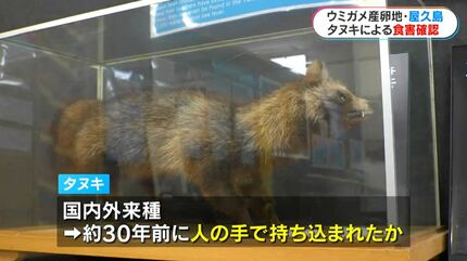子ガメをくわえるタヌキ…ウミガメ世界有数の産卵地屋久島で外来種
