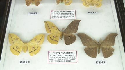 ツートン異常型 モザイク？ 蝶標本 モンキチョウ 昆虫標本 研究用 貴重標本 突然変異の黒いモンシロチョウも」選りすぐりの昆虫標本など約600点