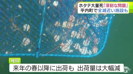 海貝石 6,36㎏ 165ミリ 強運を呼び込む 危険を回避 魔除け 健康運 楽天市場】魔除け スイジガイ(水字貝) 紐付き Mサイズ 17cm〜20cm |火