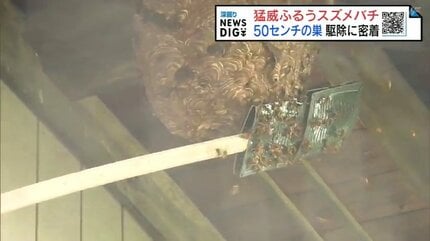 大きさ50センチの巣、約500匹のスズメバチが…ボランティアで駆除 作業