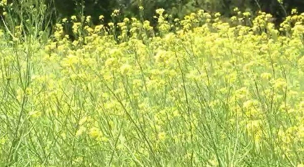 「花はかろうじて残っている状態」早すぎる開花で花がもつか心配された中…恒例の「菜の花まつり」　長野・飯山市　|　SBC NEWS | 長野のニュース | SBC信越放送