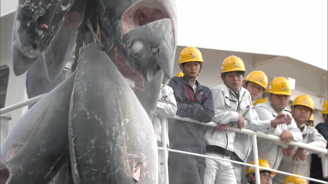 実習船「海友丸」カジキマグロなど約8トンを水揚げ 福岡県立水産高校の生徒たち55日ぶりに福岡市に帰港「とても清々しい気分」|TBS NEWS DIG